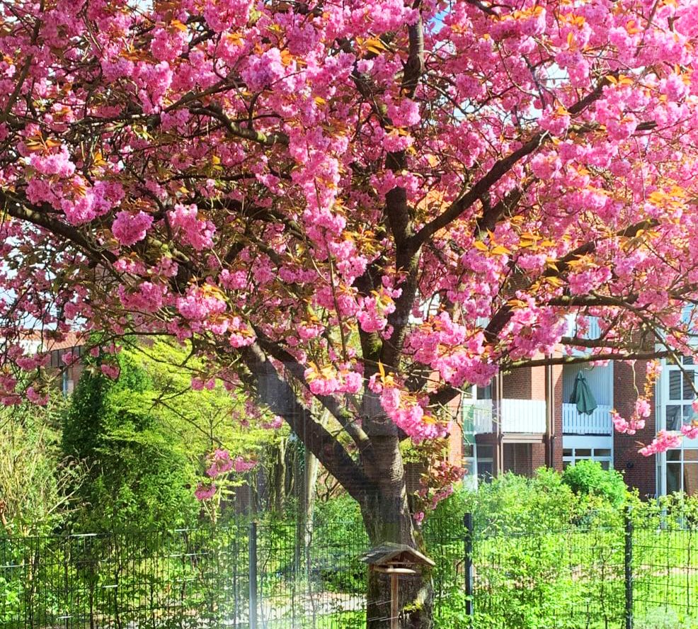 Unsere Zierkirsche im Garten der Tagespflege Westerstede